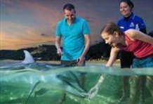 Tangalooma Dolphin Adventure